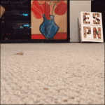 catshoe.gif
