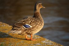 ente.jpg