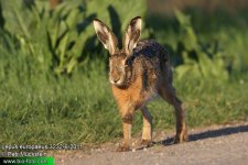 Lepus-europaeus-3232-6-2011.jpg