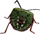 stink-bug-23168_640.png