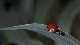 1591_7ba6.gif