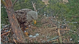 Adler 3 Eier (2).png