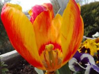 tulpe.jpg