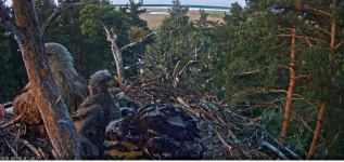 Adler 3.Gefieder.png