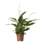 spathiphyllum-pflanze__0096590_PE236445_S4.JPG