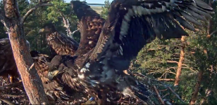 Adler Flügelspannweite.png