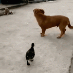 l0IyhIzRI9erMeri8.gif