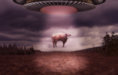 ufo-IMG_8470-1.png