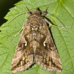 Autographa.gamma.6902.jpg