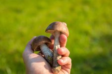 mushrooms-454168_640.jpg