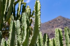 IMG_4247.jpg
