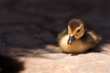 IMG_4259.jpg