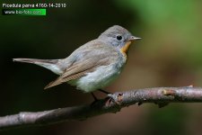Ficedula-parva-4760-10-2010.jpg