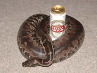 snake-beer.jpg
