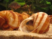 Aquarium 002.jpg