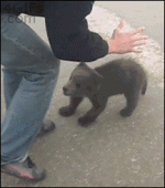baby-bear-atatck-cute-funny-gif.gif