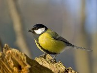 Parus_major_m.jpg