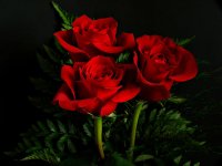 red-roses.jpg