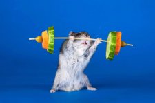 funny-mouse-bodybuilding.jpg