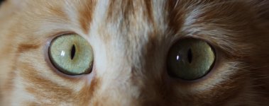 Augen.jpg