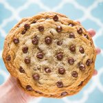 one-chocolate-chip-cookie6+text.-500x500.jpg