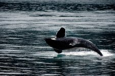 killer-whale-1744276_640.jpg