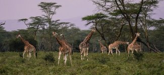 giraffes-2685352_640.jpg