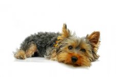 yorkshire-terrier-790362_640.jpg