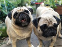 pugs-2498922_960_720.jpg