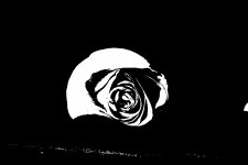 rose-739700_960gg_720.jpg