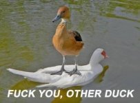 fuck-you-other-duck-28931.jpg