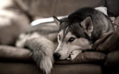 93007-vertical-sibirischer-husky-hintergrundbilder-1920x1200-fuer-hd-1080p.jpg