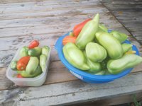 tomaten.jpg
