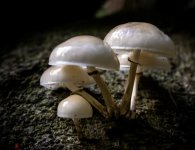 2013_Pilze-2-700x540.jpg