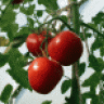 Tomatenpfahl
