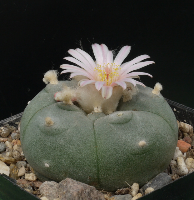 Lophophora_williamsii_Bl%C3%BCte.JPG