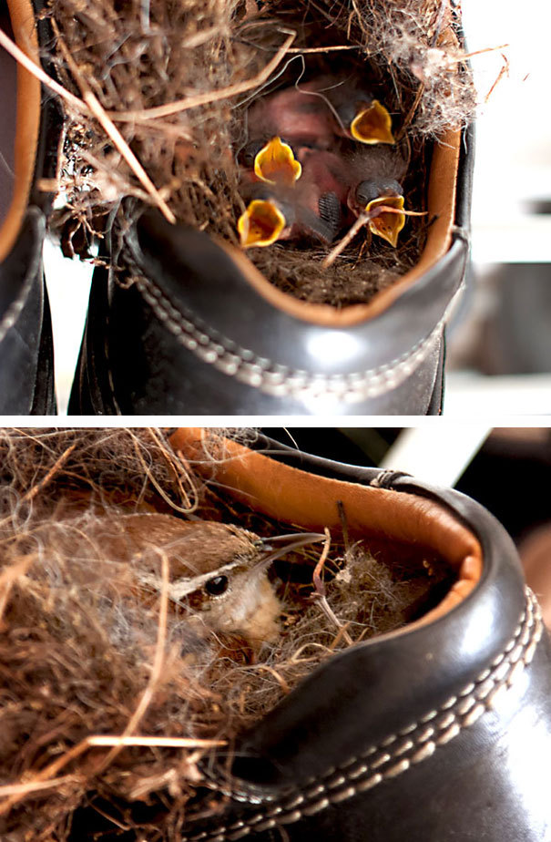 bird-nests-unusual-plhaucv.jpg