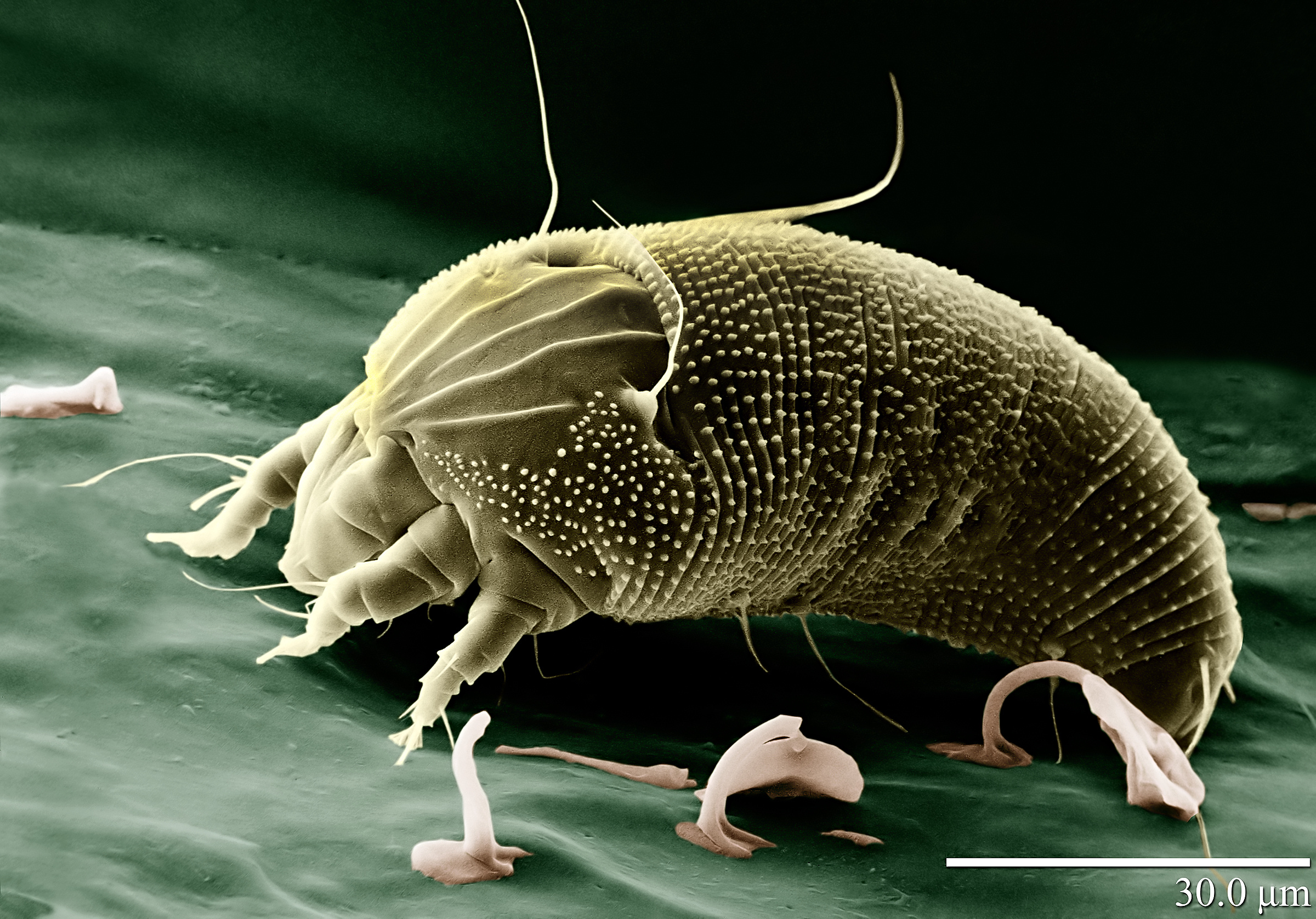 Rust_Mite,_Aceria_anthocoptes.jpg
