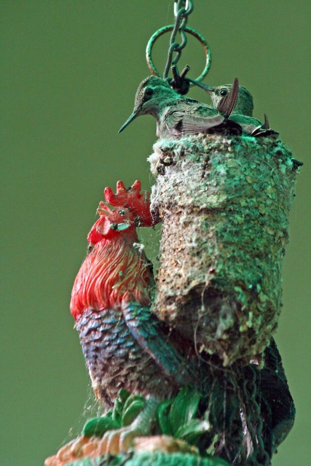 annas-hummingbird-trigmucp.jpg