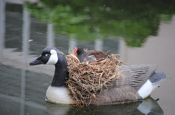 bird-nests-unusual-pl6mulk.jpg
