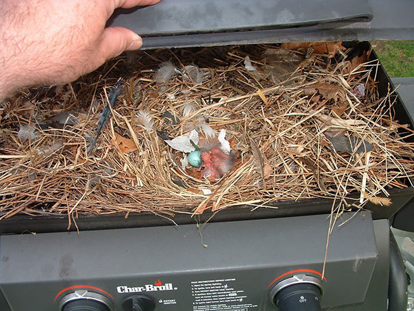 bird-nests-unusual-pl87u85.jpg