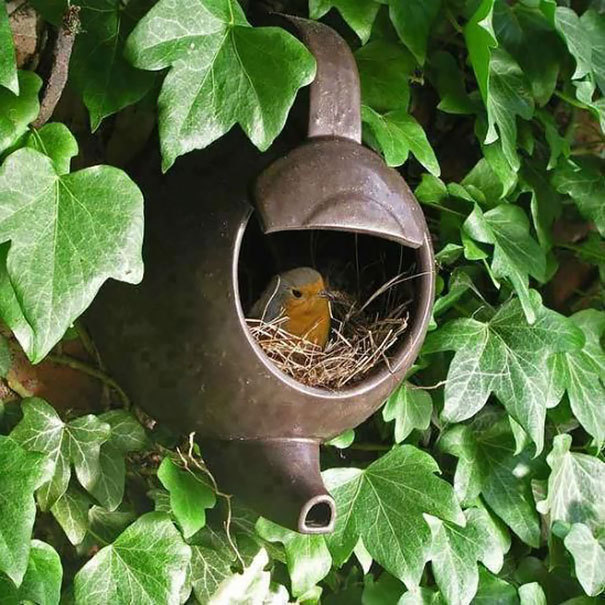 bird-nests-unusual-pl9guq1.jpg