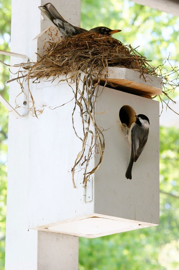 bird-nests-unusual-pldnu1x.jpg
