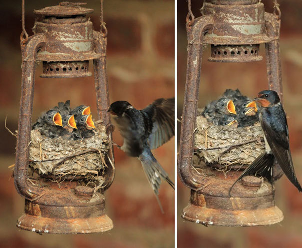 bird-nests-unusual-plgdui8.jpg
